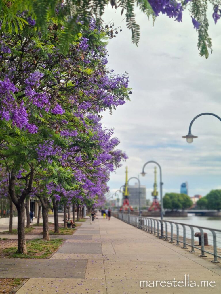 Blüten Buenos Aires, Argentinien