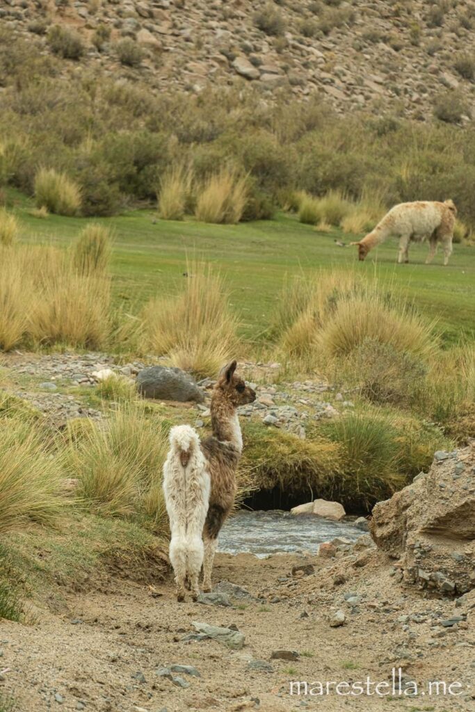 Lama, Tolar Grande Tour, Argentinien